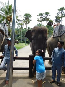 Day 3 - Taro - Elephant close encounter - 2