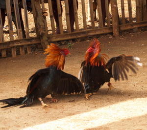Boracay cockfights