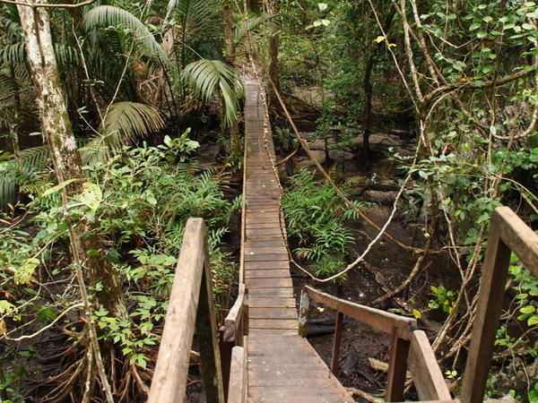 The Monkey Trail