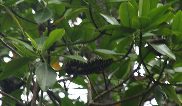 The Mangrove Snake
