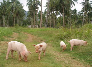 Pigs grazing