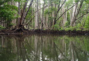 Mangrove Swamp 