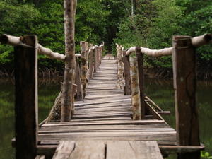 Bridge over the Mangrove Swamp
