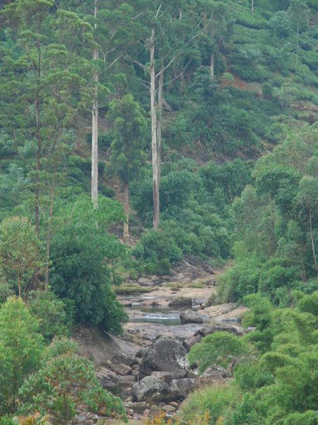 River near Sri Pada