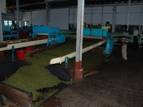 Sizing tea leaves at the factory