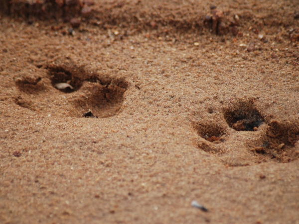 Leopard Tracks