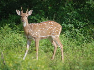 Spotted Deer (AKA: Leopard Bait)