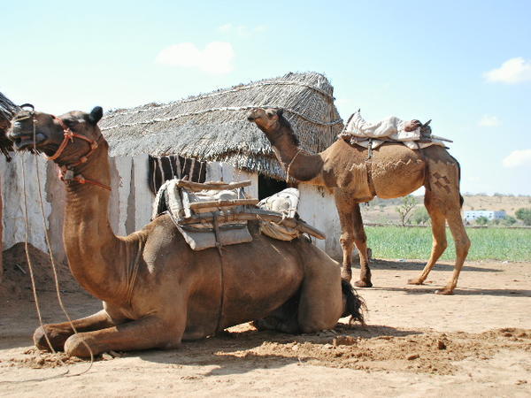 Camels by huts