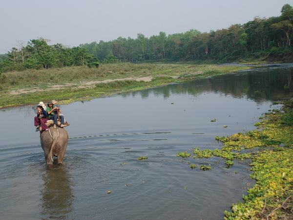 Elephant crossing river