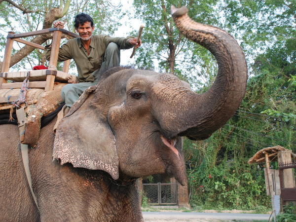 Mahout with elephant