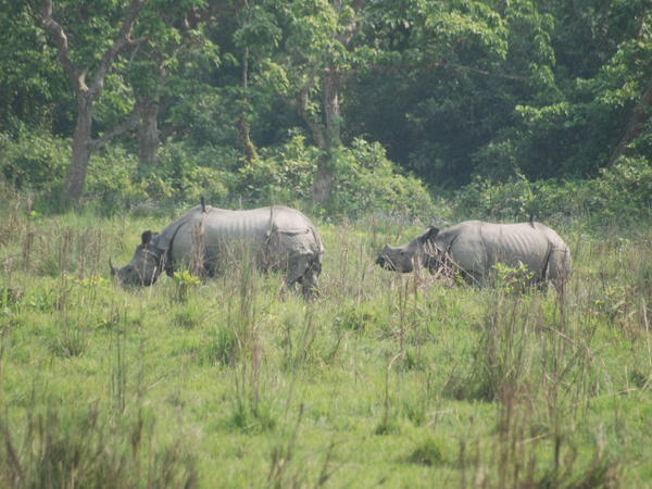 Mother and baby rhino grazing