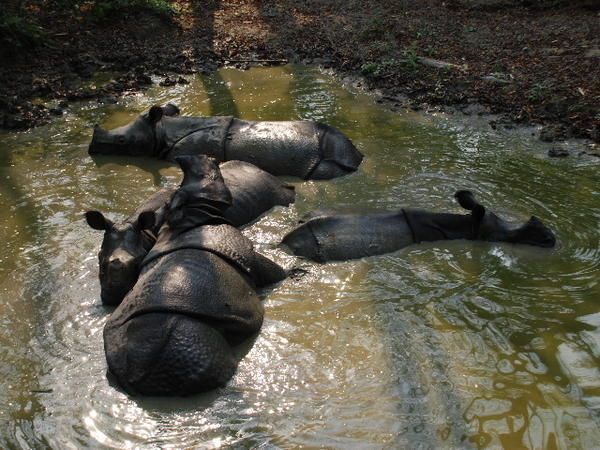 Rhinos wallowing 