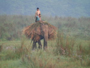 Elephant with elephant grass 
