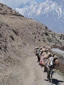 Donkeys and ponies weaving up the mountain