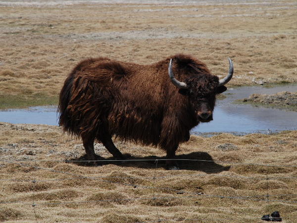 Yak