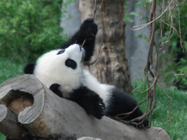 Reclining Baby Panda