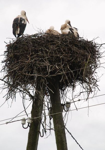 Storks