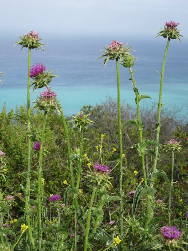 Coastal wildflowers