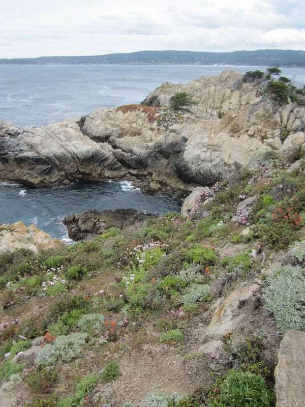 Point Lobos again