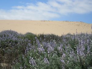 Guadalupe dunes
