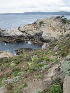 Point Lobos again