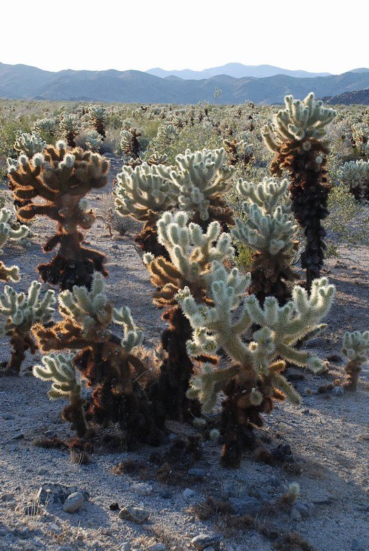 Cholla Cacti, Joshua Tree