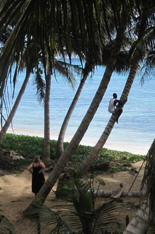 (D)Enis procuring coconuts