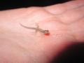 Micro gecko