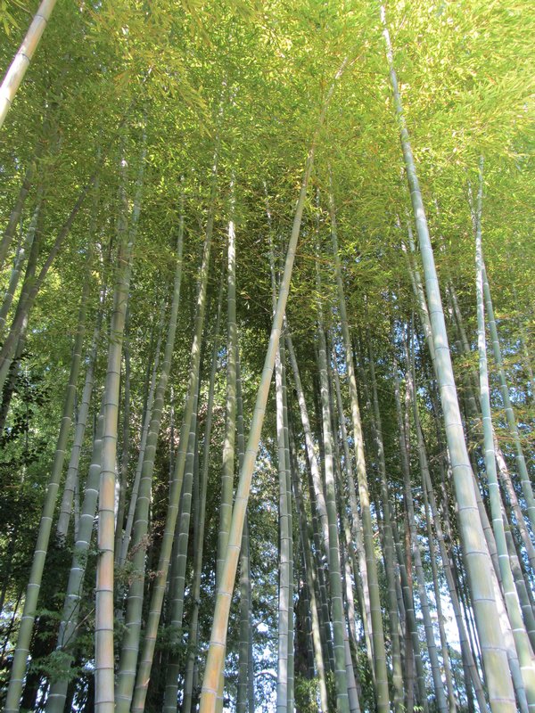 Japan - Bamboo Forest