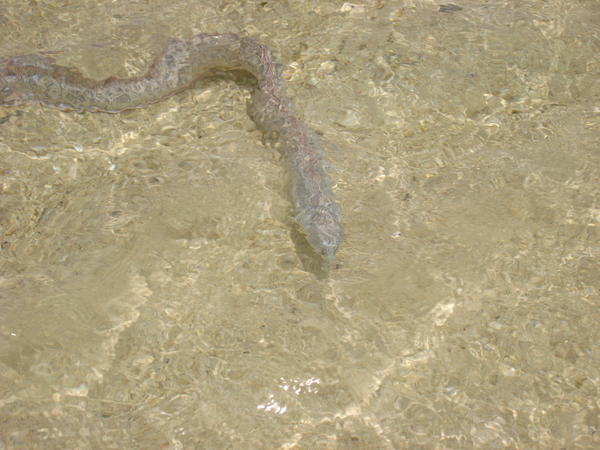 Eel at One Foot Island