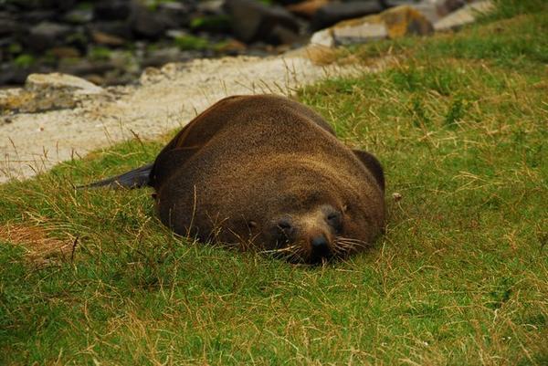 Sealions have a rough life