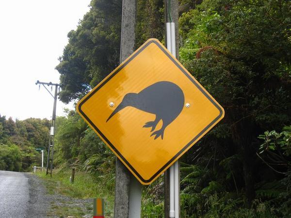 The only Kiwi I would see while on Stewart Island