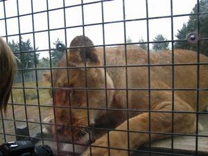 Orana Park Lion feeding