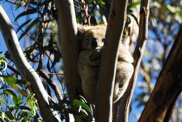 One of the many koalas just off the Great Ocean Rd.