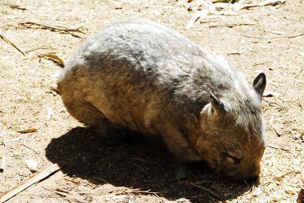 Wombat at Cleland