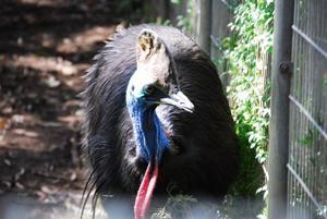 This is a Cassowary