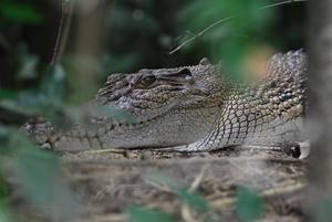 Up close and personal with a male croc