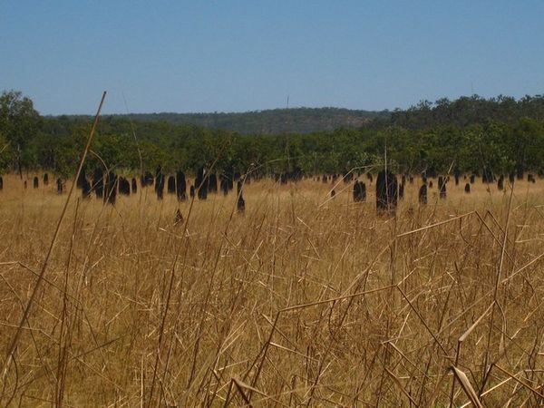 Magnetic termite mounds of Kakadu