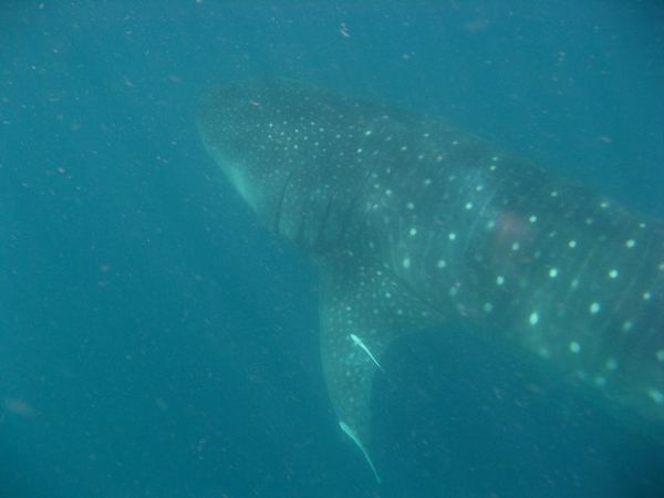 8m (25ft) Whale Shark off Ningaloo Reef
