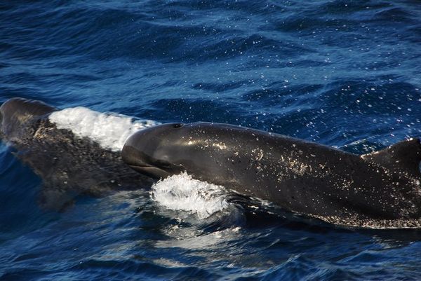 False Killer Whales Off Ningaloo