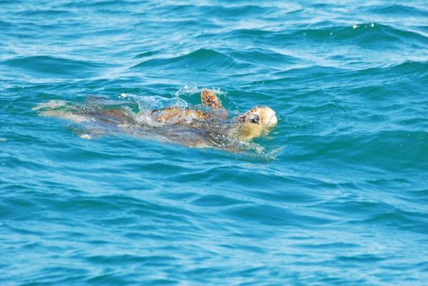 Turtles out in Shark Bay