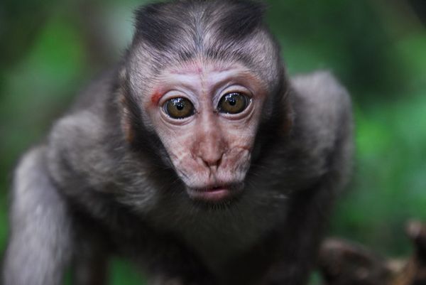 Young Macaque monkey at Ubud