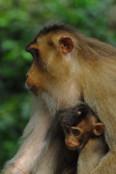 Macaque Monkeys at Sepilok