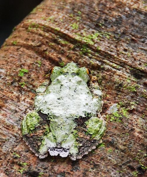 Frilled Tree Frog found in the forest