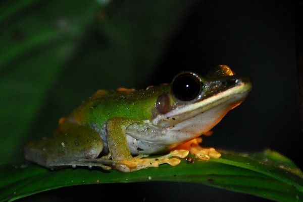 One of the many cool tree frogs we saw
