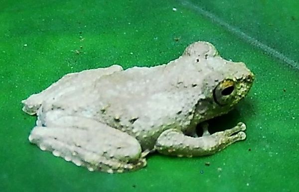 Yet another Frilled Tree Frog