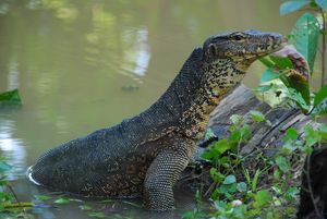 Monitor Lizard on one of his many visits to camp