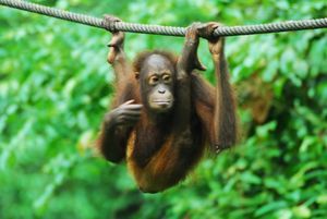 Hanging out in Borneo