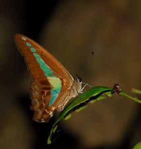 Butterfly on one of our jungle treks