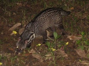 A night visit from the Civet Cat